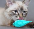 Fish Shape Built-in Small Bell Cat Pet Toothbrush Refillable Catnip Simulation Fish Teeth Cleaning 2 in 1 Chew Toys